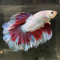 the-fish-farm Male Betta Male Betta - One Only - 19 Choose your favourite Male Betta from The Fish Farm Australia