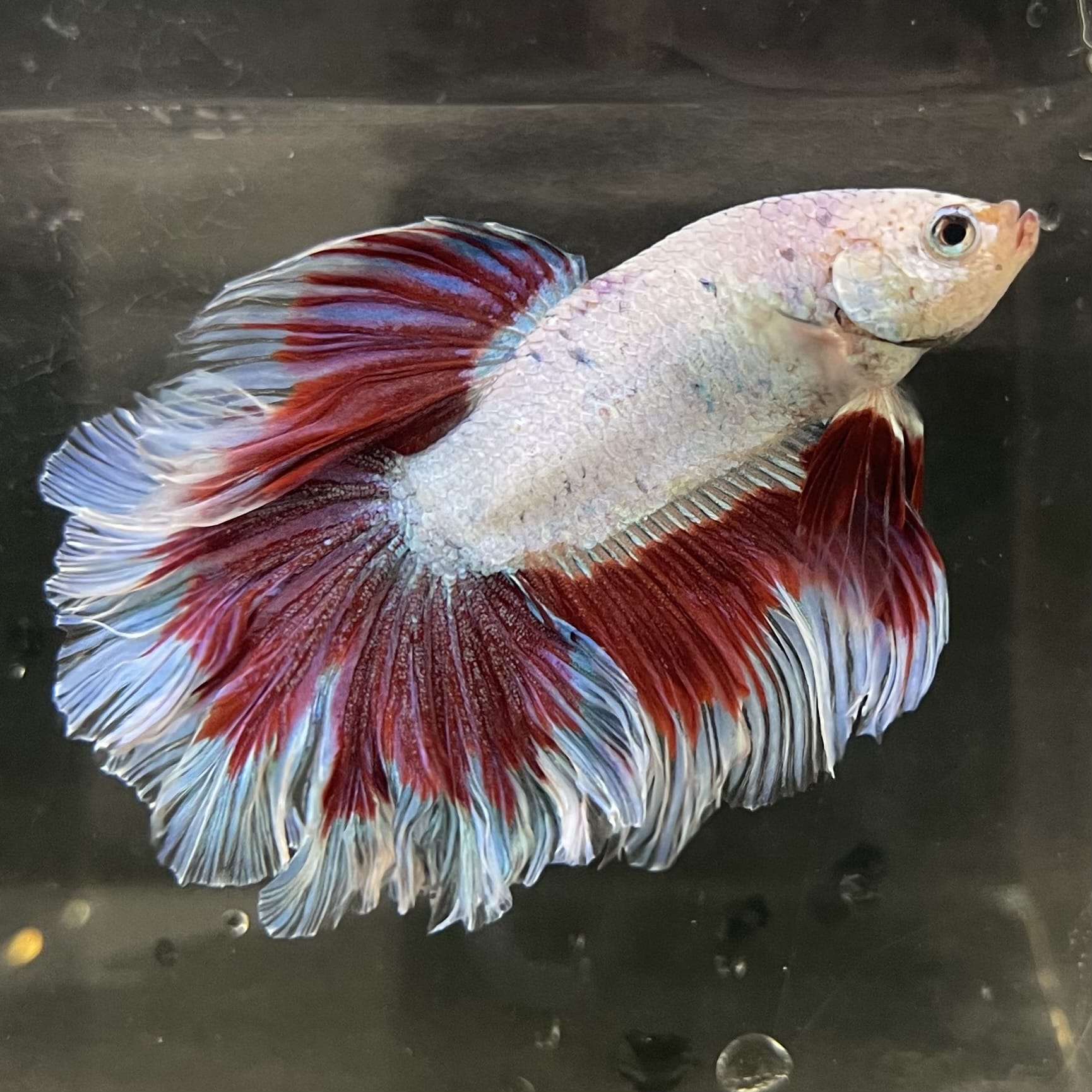 the-fish-farm Male Betta Male Betta - One Only - 19 Choose your favourite Male Betta from The Fish Farm Australia