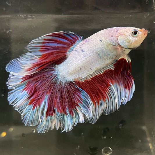 the-fish-farm Male Betta Male Betta - One Only - 19 Choose your favourite Male Betta from The Fish Farm Australia