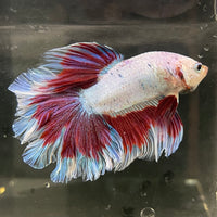 the-fish-farm Male Betta Male Betta - One Only - 19 Choose your favourite Male Betta from The Fish Farm Australia