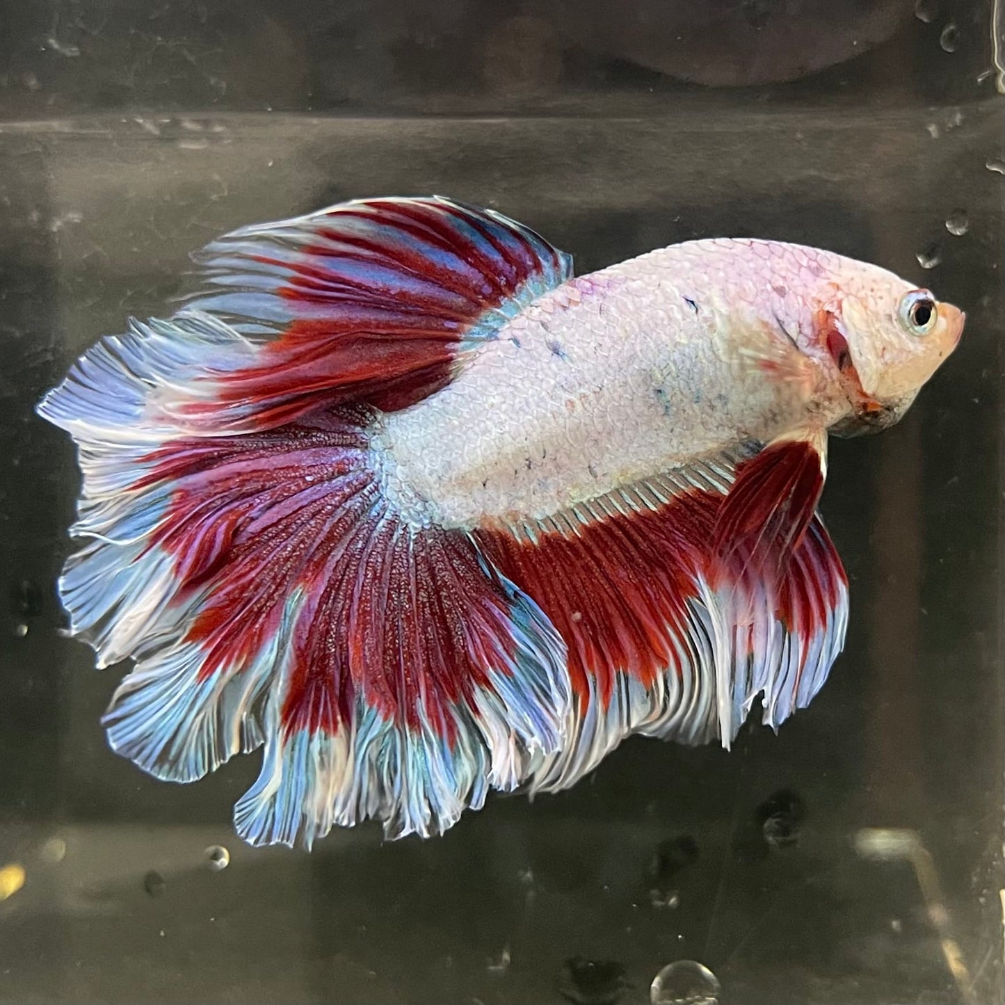 the-fish-farm Male Betta Male Betta - One Only - 19 Choose your favourite Male Betta from The Fish Farm Australia