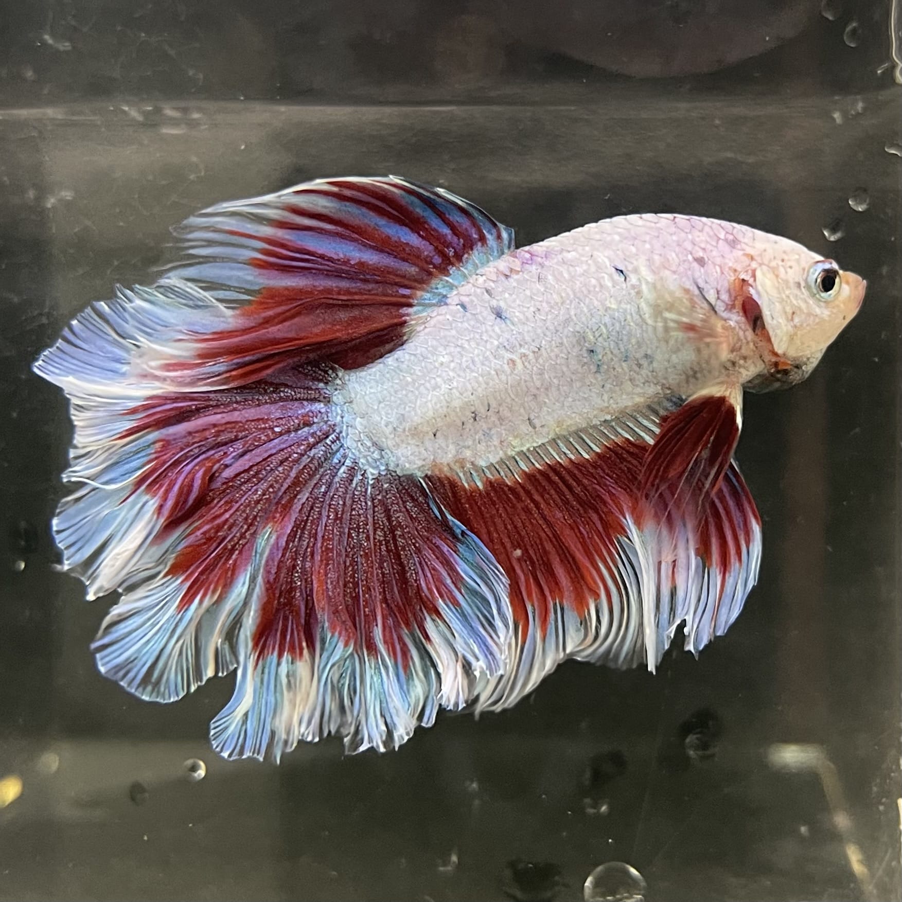 the-fish-farm Male Betta Male Betta - One Only - 19 Choose your favourite Male Betta from The Fish Farm Australia