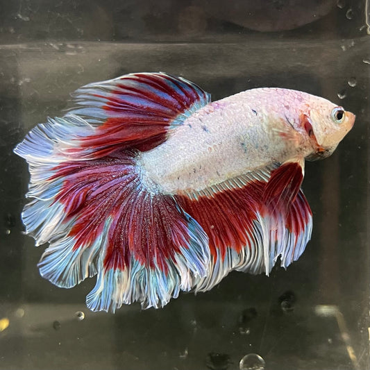 the-fish-farm Male Betta Male Betta - One Only - 19 Choose your favourite Male Betta from The Fish Farm Australia