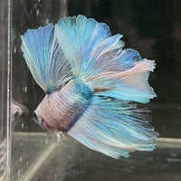 the-fish-farm Male Betta Male Betta - One Only - 19 Choose your favourite Male Betta from The Fish Farm Australia