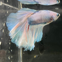 the-fish-farm Male Betta Male Betta - One Only - 19 Choose your favourite Male Betta from The Fish Farm Australia