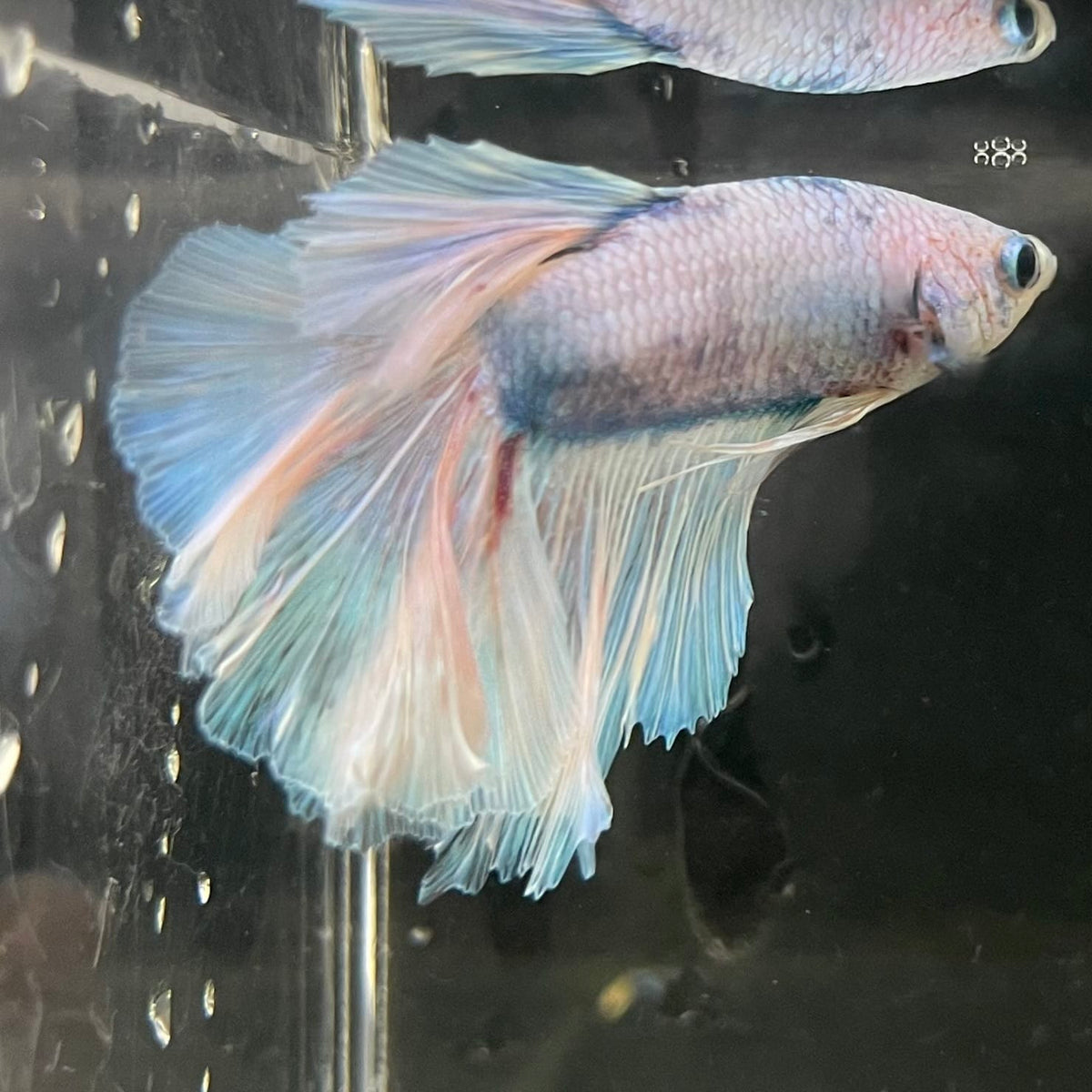 the-fish-farm Male Betta Male Betta - One Only - 19 Choose your favourite Male Betta from The Fish Farm Australia
