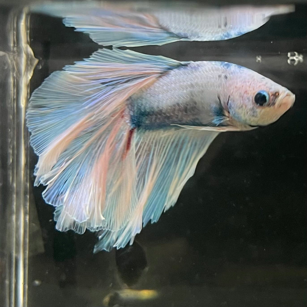the-fish-farm Male Betta Male Betta - One Only - 19 Choose your favourite Male Betta from The Fish Farm Australia
