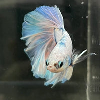 the-fish-farm Male Betta Male Betta - One Only - 19 Choose your favourite Male Betta from The Fish Farm Australia