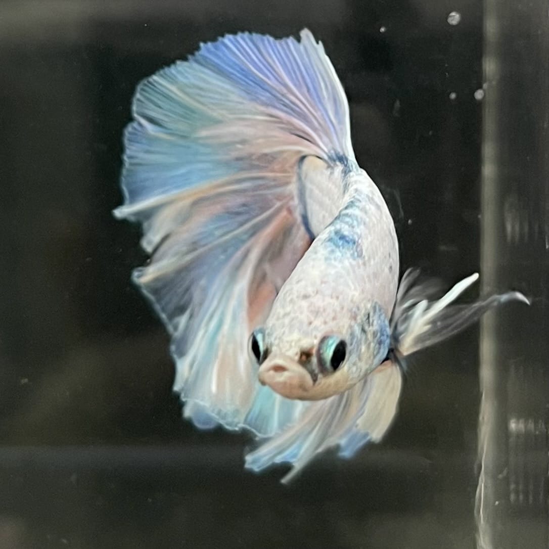 the-fish-farm Male Betta Male Betta - One Only - 19 Choose your favourite Male Betta from The Fish Farm Australia
