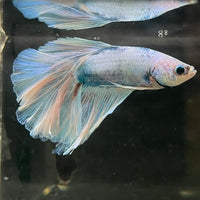 the-fish-farm Male Betta Male Betta - One Only - 19 Choose your favourite Male Betta from The Fish Farm Australia
