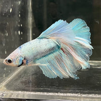 the-fish-farm Male Betta Male Betta - One Only - 19 Choose your favourite Male Betta from The Fish Farm Australia