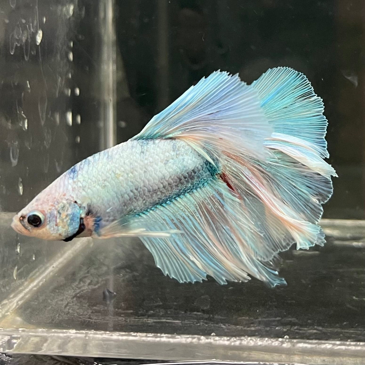 the-fish-farm Male Betta Male Betta - One Only - 19 Choose your favourite Male Betta from The Fish Farm Australia