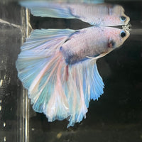 the-fish-farm Male Betta Male Betta - One Only - 19 Choose your favourite Male Betta from The Fish Farm Australia