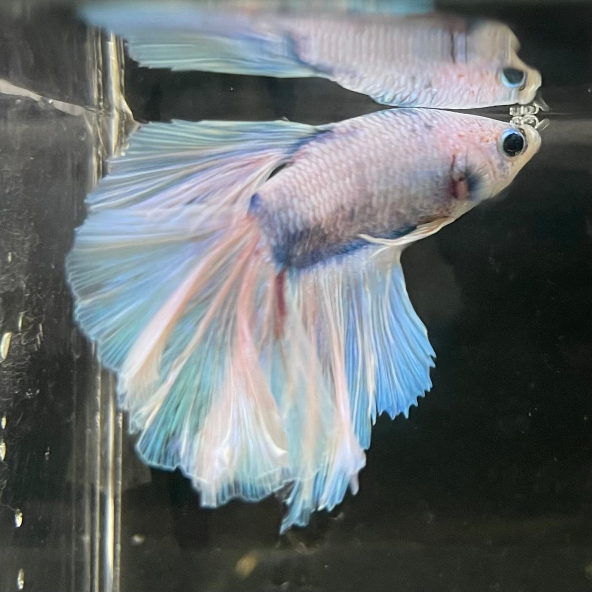 the-fish-farm Male Betta Male Betta - One Only - 19 Choose your favourite Male Betta from The Fish Farm Australia