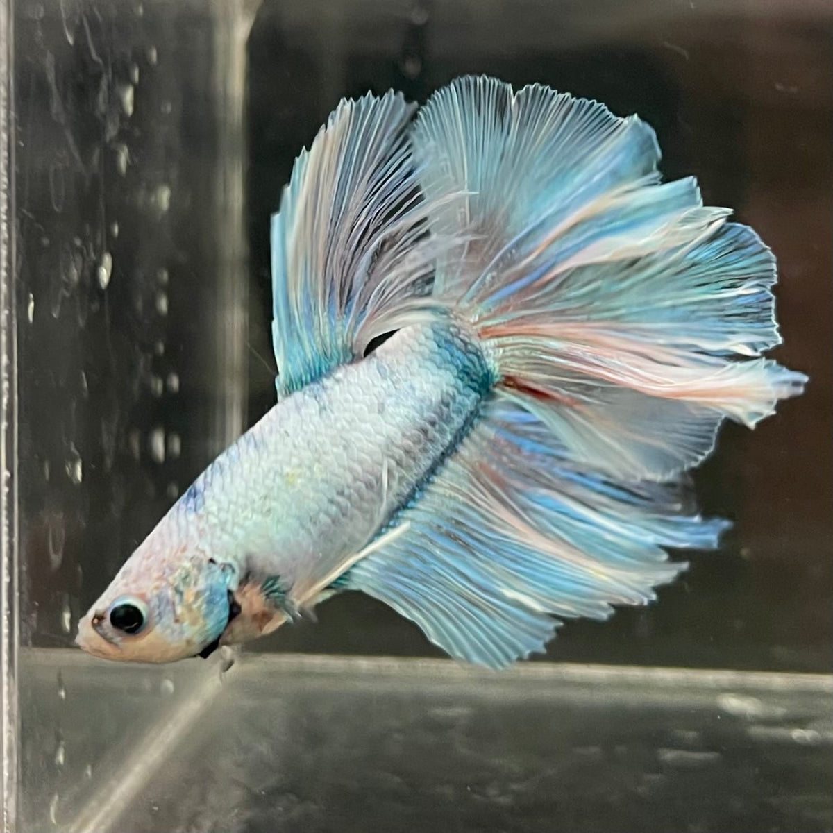 the-fish-farm Male Betta Male Betta - One Only - 19 Choose your favourite Male Betta from The Fish Farm Australia
