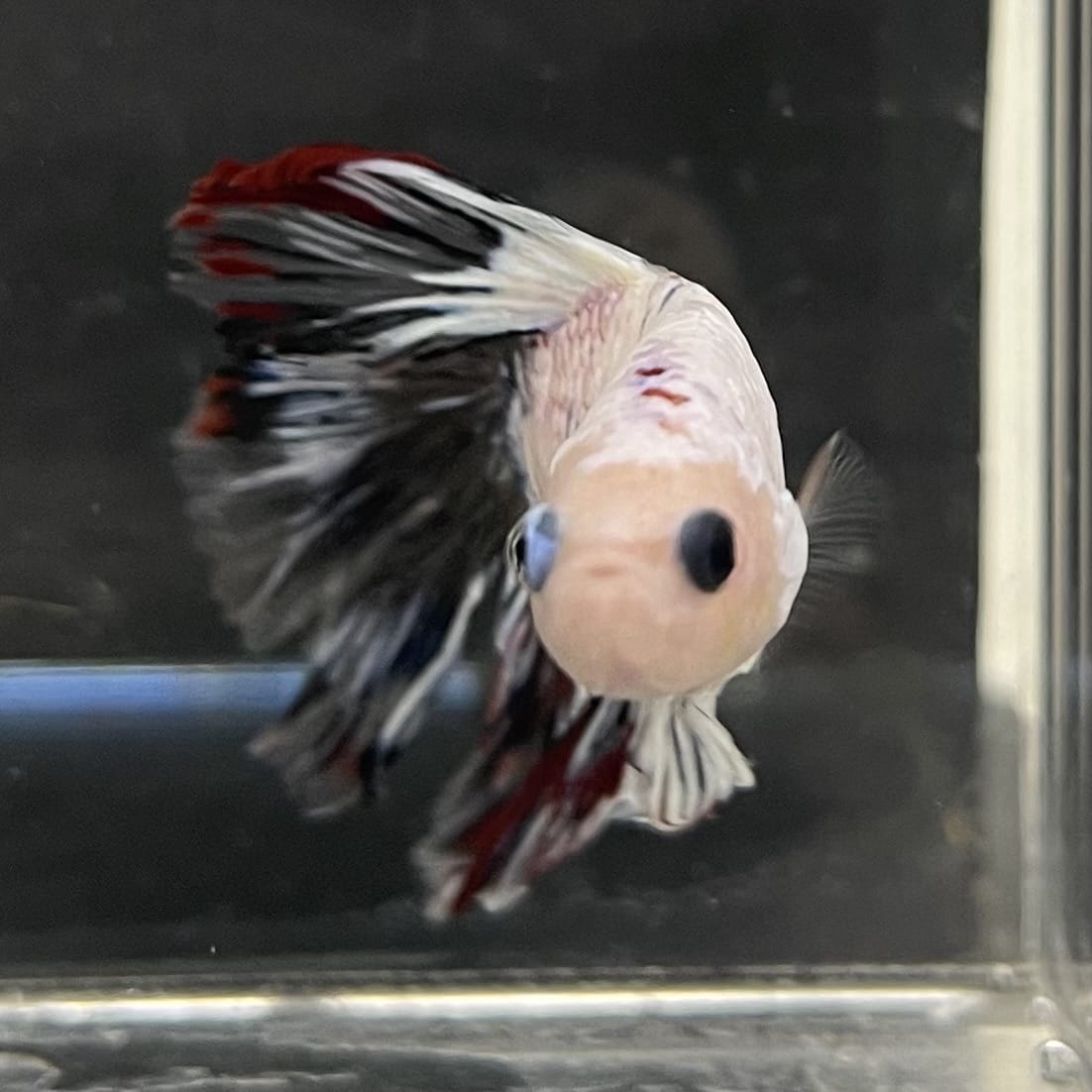the-fish-farm Male Betta Male Betta - One Only - 19 Choose your favourite Male Betta from The Fish Farm Australia