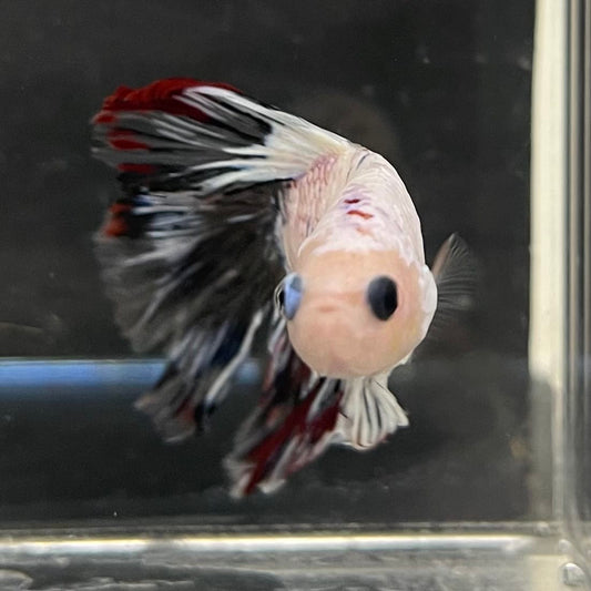 the-fish-farm Male Betta Male Betta - One Only - 19 Choose your favourite Male Betta from The Fish Farm Australia