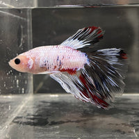 the-fish-farm Male Betta Male Betta - One Only - 19 Choose your favourite Male Betta from The Fish Farm Australia