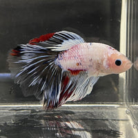 the-fish-farm Male Betta Male Betta - One Only - 19 Choose your favourite Male Betta from The Fish Farm Australia