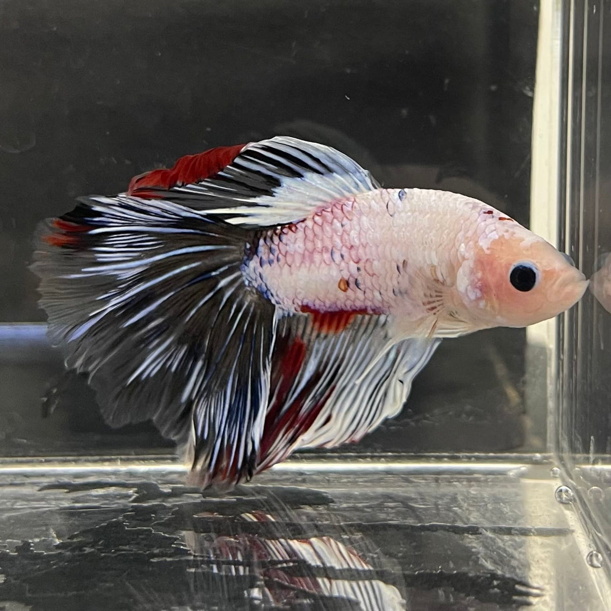 the-fish-farm Male Betta Male Betta - One Only - 19 Choose your favourite Male Betta from The Fish Farm Australia