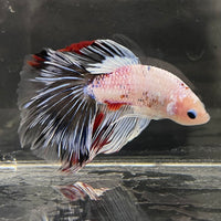 the-fish-farm Male Betta Male Betta - One Only - 19 Choose your favourite Male Betta from The Fish Farm Australia