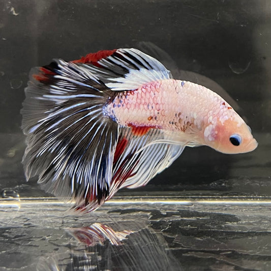 the-fish-farm Male Betta Male Betta - One Only - 19 Choose your favourite Male Betta from The Fish Farm Australia