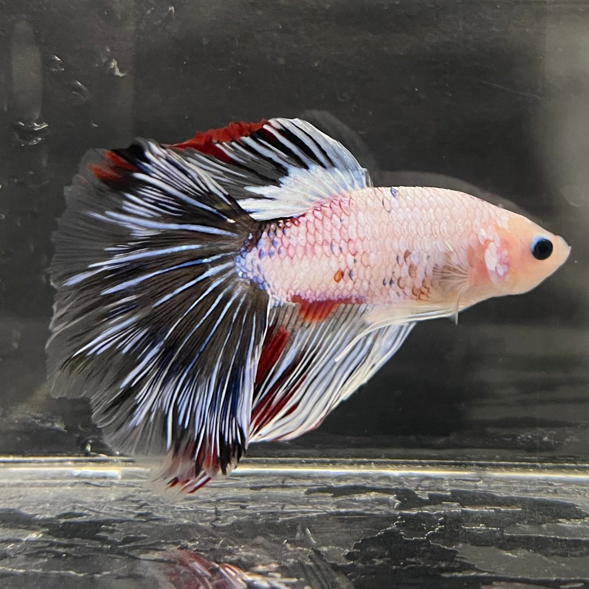 the-fish-farm Male Betta Male Betta - One Only - 19 Choose your favourite Male Betta from The Fish Farm Australia