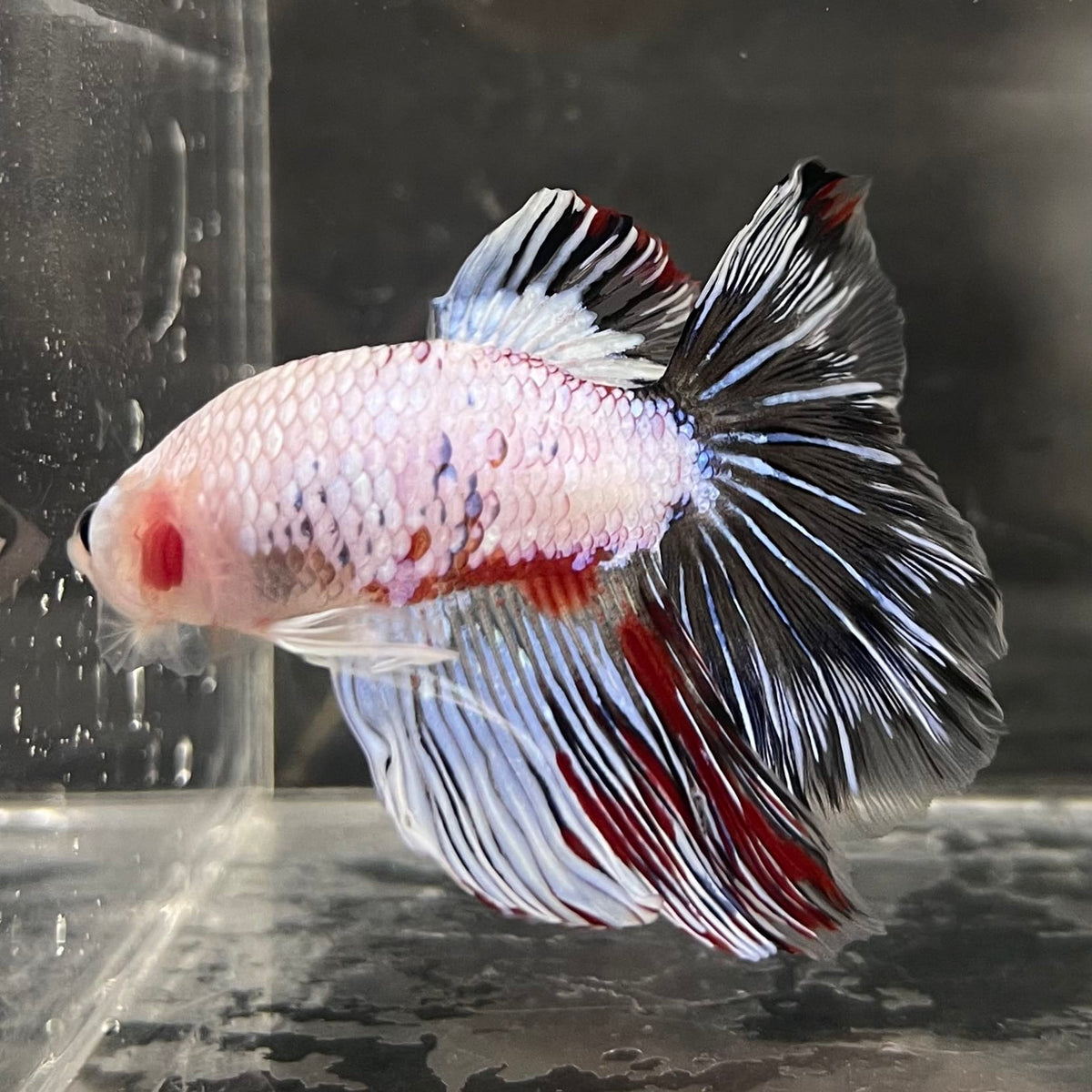 the-fish-farm Male Betta Male Betta - One Only - 19 Choose your favourite Male Betta from The Fish Farm Australia
