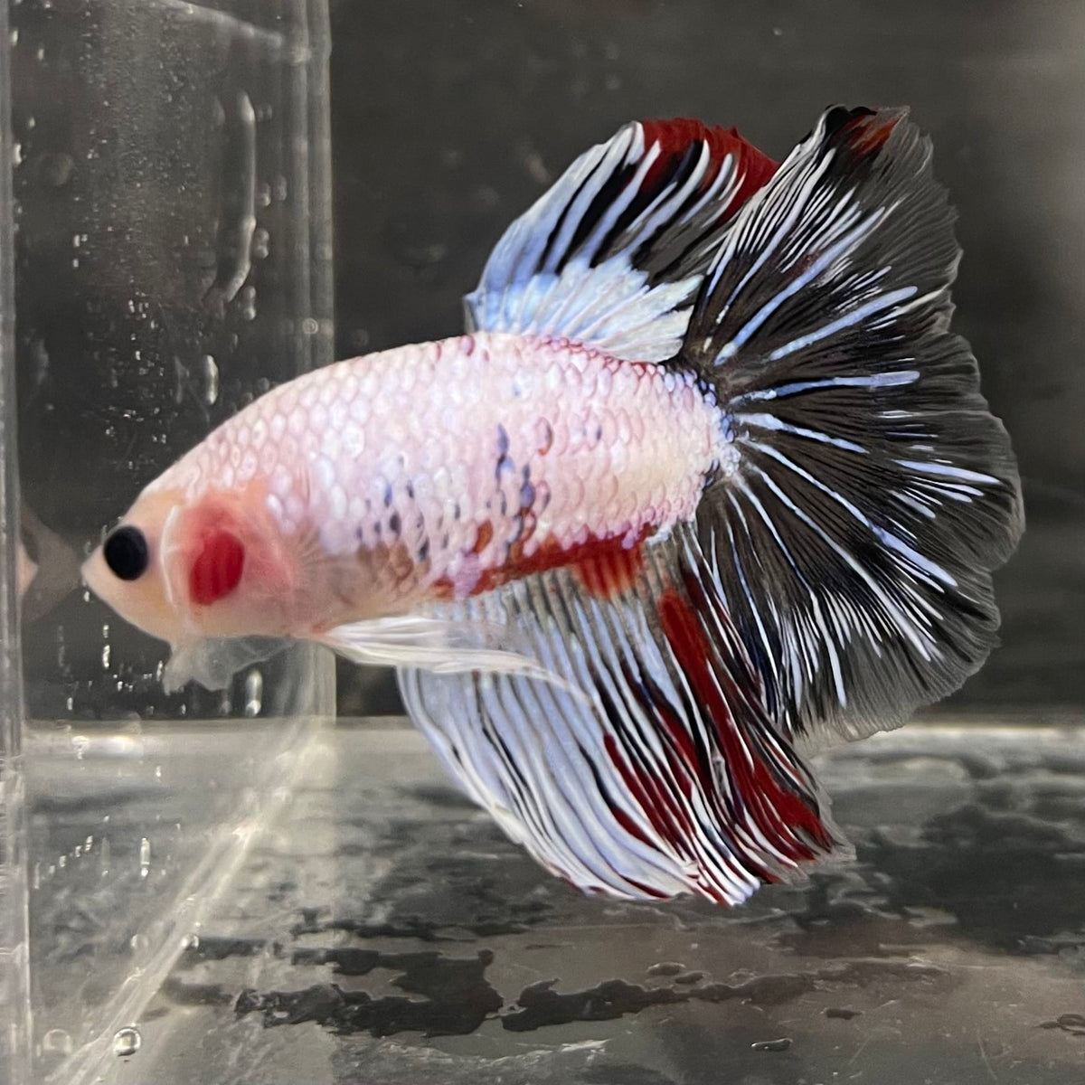 the-fish-farm Male Betta Male Betta - One Only - 19 Choose your favourite Male Betta from The Fish Farm Australia