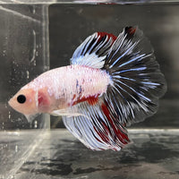 the-fish-farm Male Betta Male Betta - One Only - 19 Choose your favourite Male Betta from The Fish Farm Australia