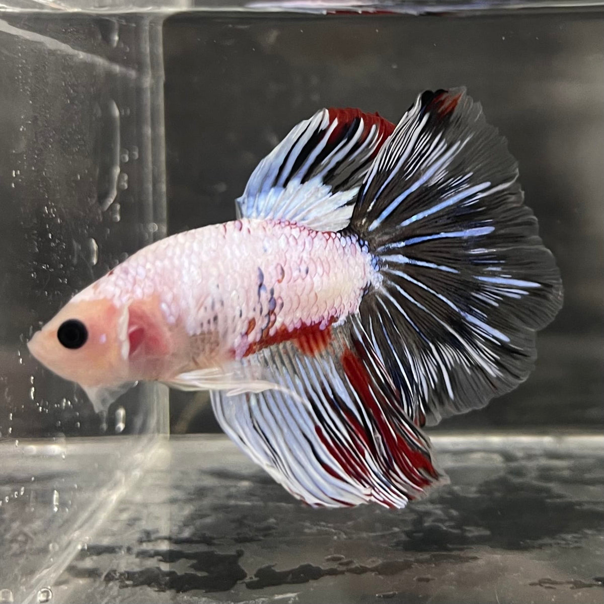 the-fish-farm Male Betta Male Betta - One Only - 19 Choose your favourite Male Betta from The Fish Farm Australia
