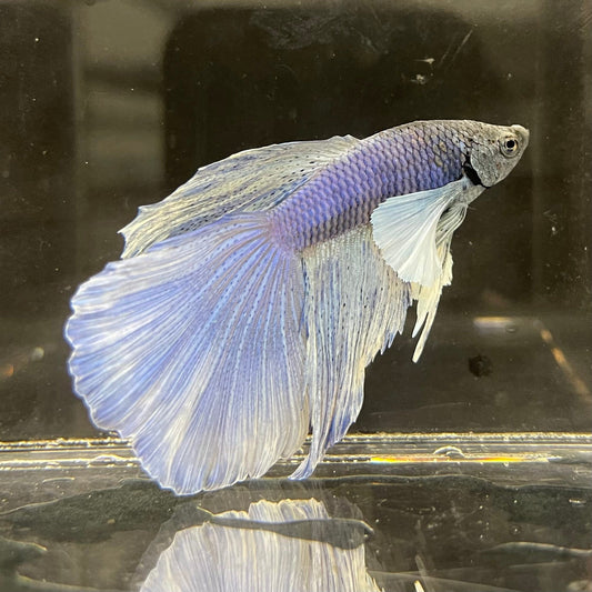 the-fish-farm Male Betta Male Betta - One Only - 2 Choose your favourite Male Betta from The Fish Farm Australia