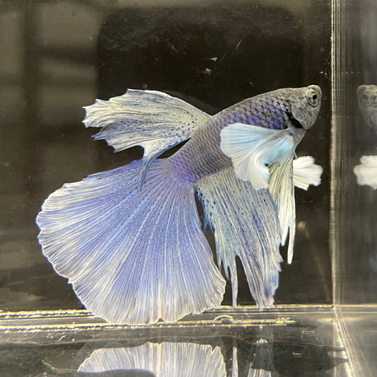 the-fish-farm Male Betta Male Betta - One Only - 2 Choose your favourite Male Betta from The Fish Farm Australia