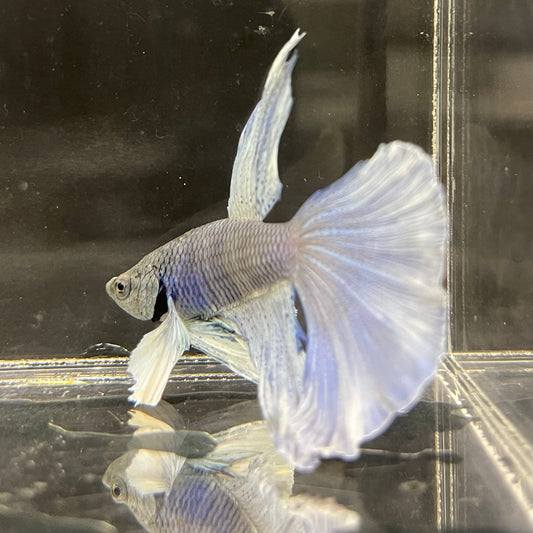 the-fish-farm Male Betta Male Betta - One Only - 2 Choose your favourite Male Betta from The Fish Farm Australia