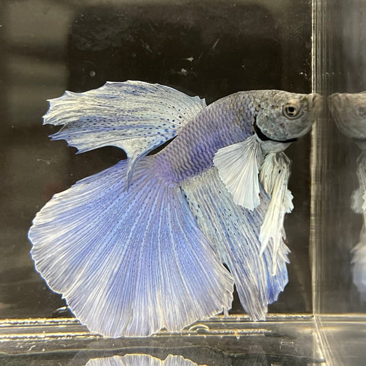 the-fish-farm Male Betta Male Betta - One Only - 2 Choose your favourite Male Betta from The Fish Farm Australia