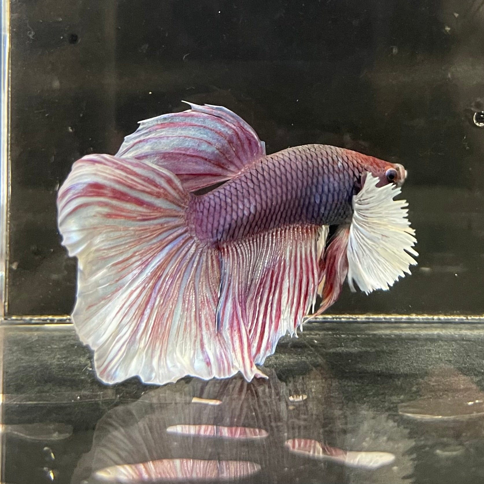 the-fish-farm Male Betta Male Betta - One Only - 2 Choose your favourite Male Betta from The Fish Farm Australia