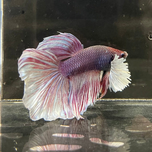 the-fish-farm Male Betta Male Betta - One Only - 2 Choose your favourite Male Betta from The Fish Farm Australia
