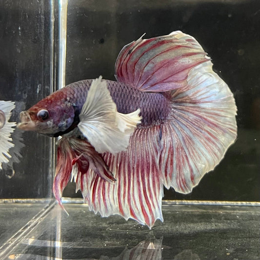 the-fish-farm Male Betta Male Betta - One Only - 2 Choose your favourite Male Betta from The Fish Farm Australia