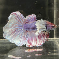 the-fish-farm Male Betta Male Betta - One Only - 2 Choose your favourite Male Betta from The Fish Farm Australia