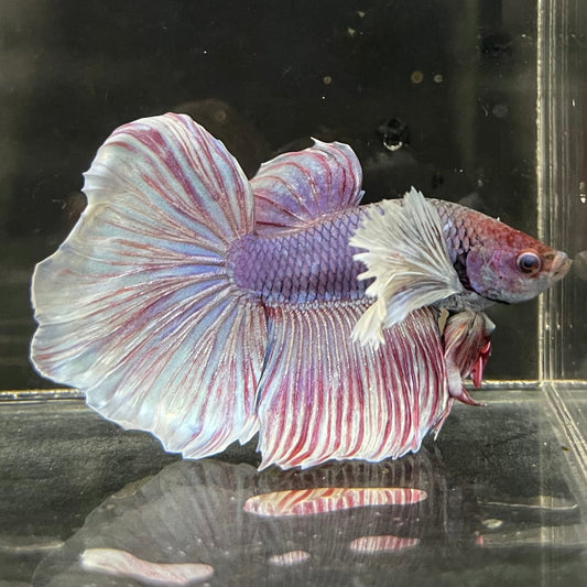 the-fish-farm Male Betta Male Betta - One Only - 2 Choose your favourite Male Betta from The Fish Farm Australia