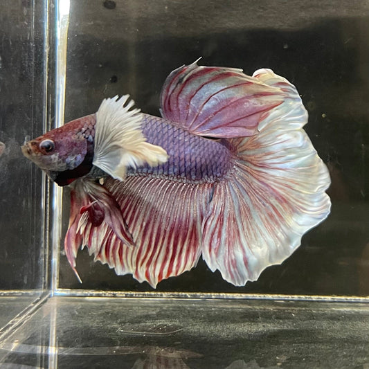 the-fish-farm Male Betta Male Betta - One Only - 2 Choose your favourite Male Betta from The Fish Farm Australia