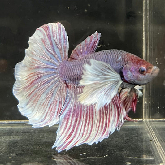 the-fish-farm Male Betta Male Betta - One Only - 2 Choose your favourite Male Betta from The Fish Farm Australia