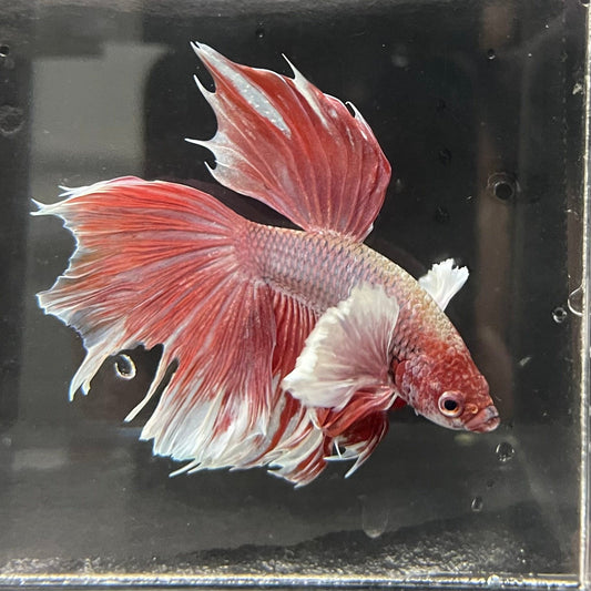 the-fish-farm Male Betta Male Betta - One Only - 2 Choose your favourite Male Betta from The Fish Farm Australia