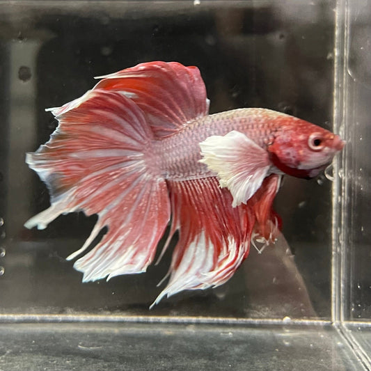 the-fish-farm Male Betta Male Betta - One Only - 2 Choose your favourite Male Betta from The Fish Farm Australia
