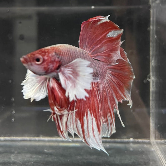 the-fish-farm Male Betta Male Betta - One Only - 2 Choose your favourite Male Betta from The Fish Farm Australia
