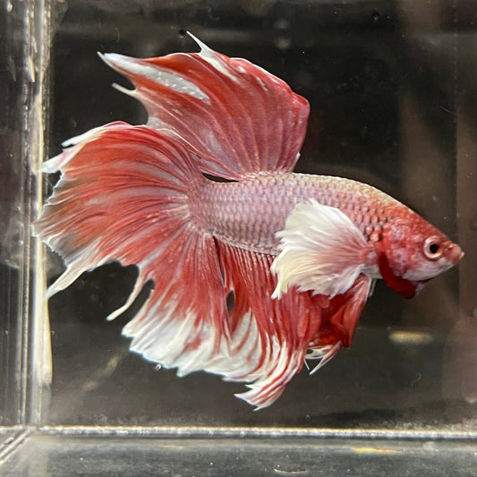 the-fish-farm Male Betta Male Betta - One Only - 2 Choose your favourite Male Betta from The Fish Farm Australia