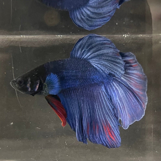 the-fish-farm Male Betta Male Betta - One Only - 2 Choose your favourite Male Betta from The Fish Farm Australia