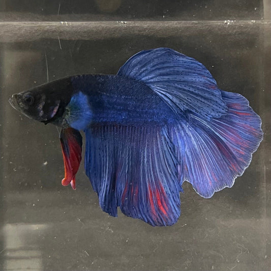 the-fish-farm Male Betta Male Betta - One Only - 2 Choose your favourite Male Betta from The Fish Farm Australia