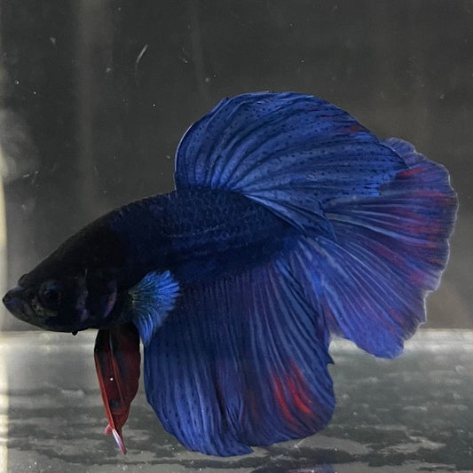 the-fish-farm Male Betta Male Betta - One Only - 2 Choose your favourite Male Betta from The Fish Farm Australia