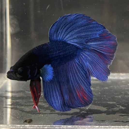the-fish-farm Male Betta Male Betta - One Only - 2 Choose your favourite Male Betta from The Fish Farm Australia